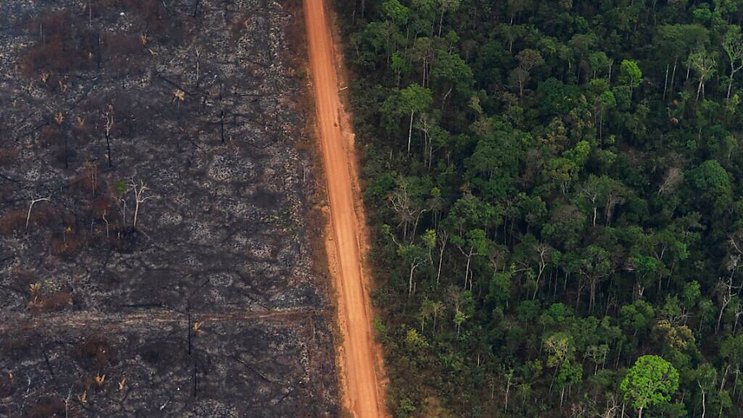 En 2022, une surface équivalente à onze terrains de football de forêt vierge tropicale a été détruite chaque minute (archives).