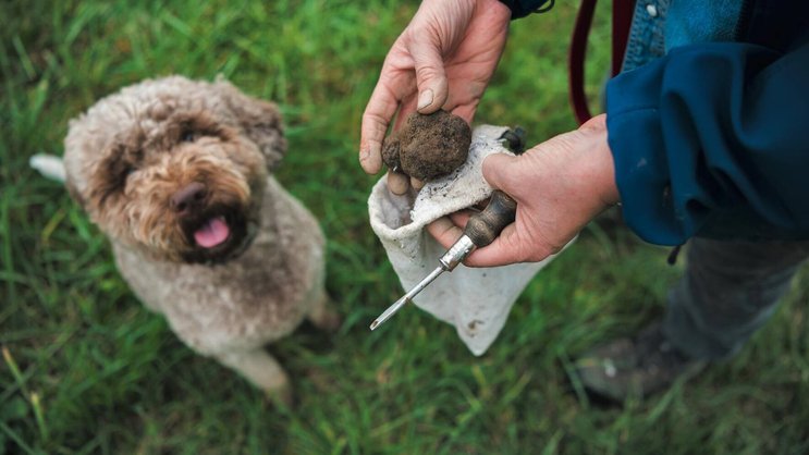 Barbara Demont et son chien Piff, un «lagotto romagnolo» (chien d’eau romagnol en français), une race spécialisée dans la recherche de truffes.