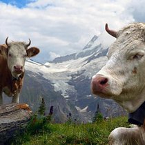Les éleveurs ont un revenu plus élevé que les agriculteurs qui pratiquent la culture végétale.