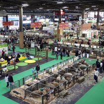 L'édition 2026 du Salon international de l'agriculture à Paris a enregistré une chute de 27,9% de sa fréquentation cette année.
