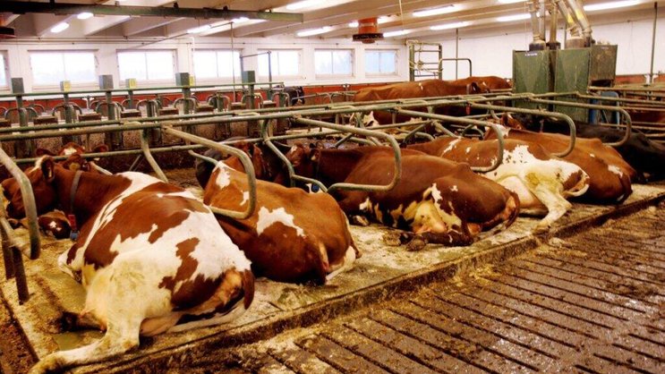 L'emploi de l'additif de DSM-Firmenich est depuis peu obligatoire au Danemark pour les troupeaux de plus de cinquante bovins. (archive)