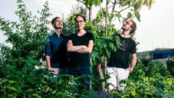 Sequoia, la société de capital-risque la plus réputée du monde, croit également aux perspectives de croissance de Ledgy. Les trois physiciens Ben Brandt, Yoko Spirig et Timo Horstschäfer (de g. à dr.) devant un arbre qu’ils ont eux-mêmes planté.