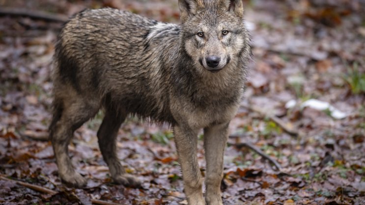 Il existe aujourd'hui plus de 300 loups en Suisse, répartis en plus de 30 meutes (image d'illustration).
