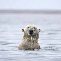 De nombreuses espèces comme l'ours polaire ou les phoques dépendent de la banquise pour se reproduire et se nourrir.