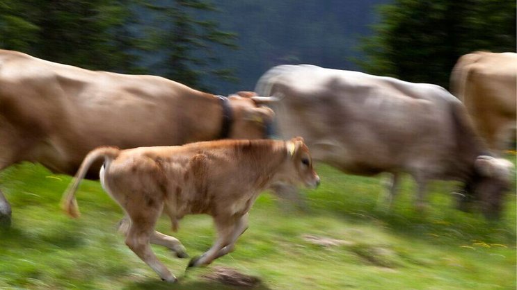 Un troupeau de vaches en cavale amuse le Québec: pas même des cowboys engagés exprès n'arrivent à les rattraper. (image symbolique)