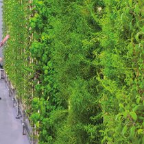 A l’instar de ce potager vertical installé dans un restaurant, de nombreuses idées de business sont liées à l’alimentation durable.