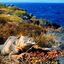 Une partie des Galapagos pourra faire l'objet d'exploitation minière. (Photo d'illustration)