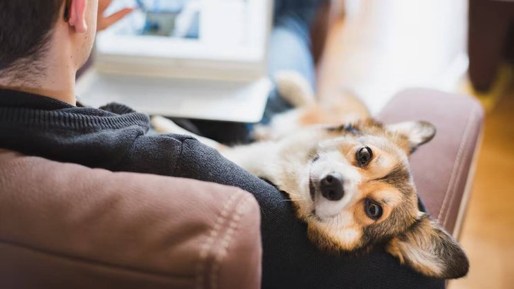 Selon l'expert Markus Beyer, les chiens favorisent l'ambiance au travail.
