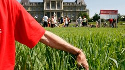 Qualifiées de "nouveaux OGM" par leurs détracteurs, les nouvelles techniques génomiques (NGT) permettent de modifier le génome d'une plante, mais sans introduire d'ADN étranger, contrairement aux OGM de première génération.