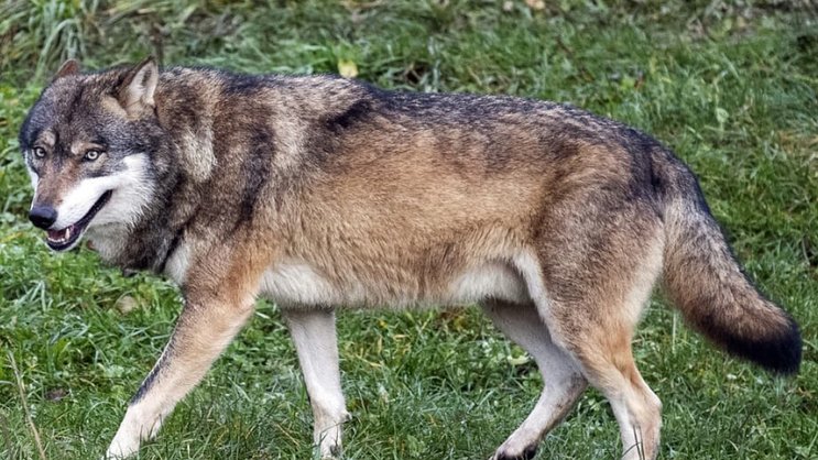 Les Grisons procéderont à d'autres tirs de régulation du loup (image symbolique).