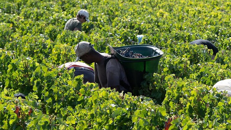 Le Bordelais est le plus grand vignoble AOC de France, avec ses 110'000 hectares cultivés, dont 85% en rouge (archives).