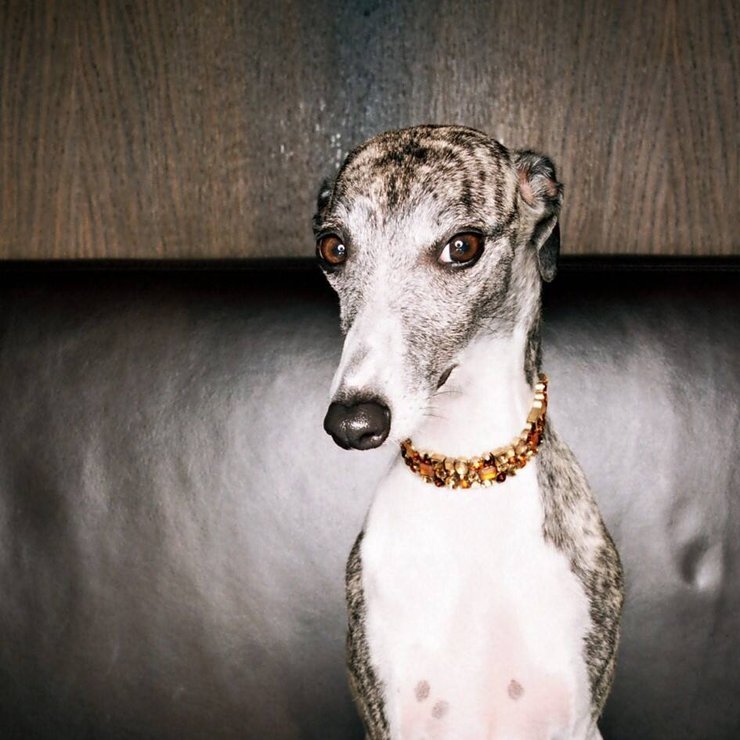 chien