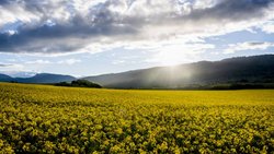 Les cours des oléagineux s'enfoncent sur les marchés agricoles. Ici, un champ de colza. (archive)