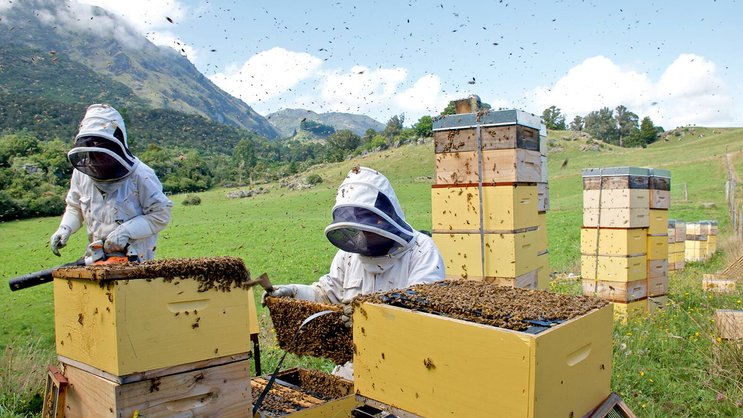 Le manuka est un arbrisseau aux fleurs blanches et parfumées qui ne pousse qu’en Nouvelle-Zélande, en Australie et en Tasmanie.