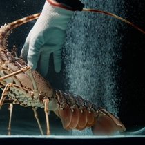 Lagosta a mis au point un système permettant aux langoustes de croître plus rapidement qu'en milieu naturel.
