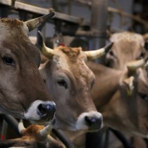 Une coupe dans l'agriculture a été proposée en commission du National, alors que le Conseil des Etats veut épargner ce secteur (image d'illustration).