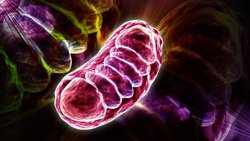 Basé au Biopôle d’Epalinges (VD), Vandria, le spin-off de la start-up Timeline (ex-Amazentis) expérimente une molécule capable de lutter contre l’alzheimer et le parkinson.