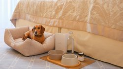 En fonction de l’établissement, il faut débourser entre 20 et 50 francs pour prendre son chien (ici, le teckel Heidi) dans sa chambre d’hôtel.
