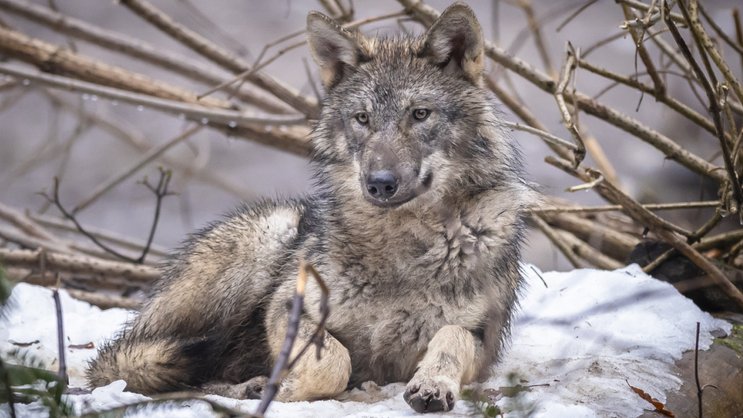 En Suisse, 89 loups ont été tués entre septembre 2025 et janvier 2026. (Photo d'archive)