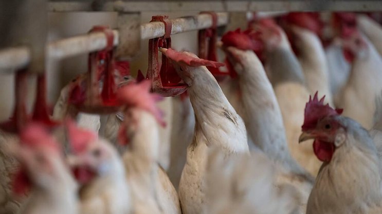 A l'approche des Fêtes en Europe, de nombreux pays ont détecté le virus de la grippe aviaire sur leur sol: la production de viande de volaille et d'oeufs en pâtit, et les prix s'envolent (image symbolique).