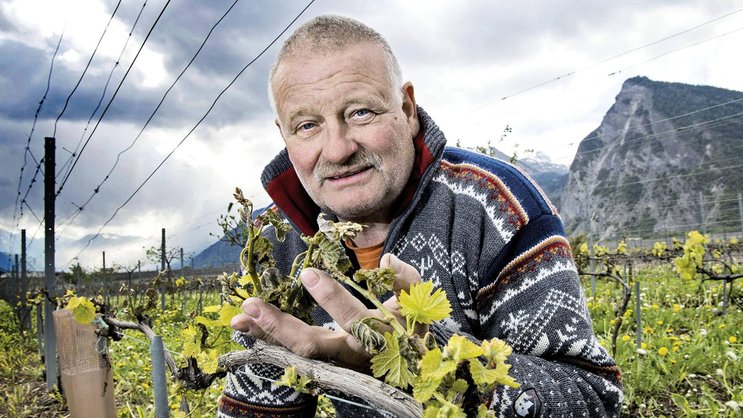 Didier Joris, figure reconnue de la viticulture valaisanne (ici lors du gel des cultures d’avril 2017), explique que certaines vignes sont encore en jachère à Chamoson.