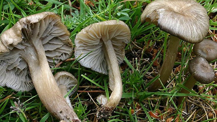 La nouvelle espèce de champignon Clitocybula ellipsospora découverte en Espagne n'a été décrite que l'an dernier par un chercheur du Jardin Botanique de Genève.