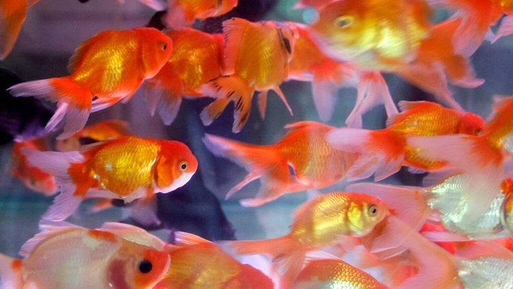 Les poissons rouges, comme les tortues de Floride, relâchés dans nos eaux, consomment et ainsi menacent des espèces indigènes rares. Une fois qu'ils ont été introduits dans un plan d'eau, il est très difficile de les recapturer.