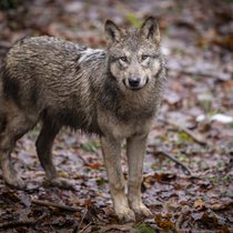 En 2025, 81 attaques de loups ont été enregistrées en Valais (image d'illustration).