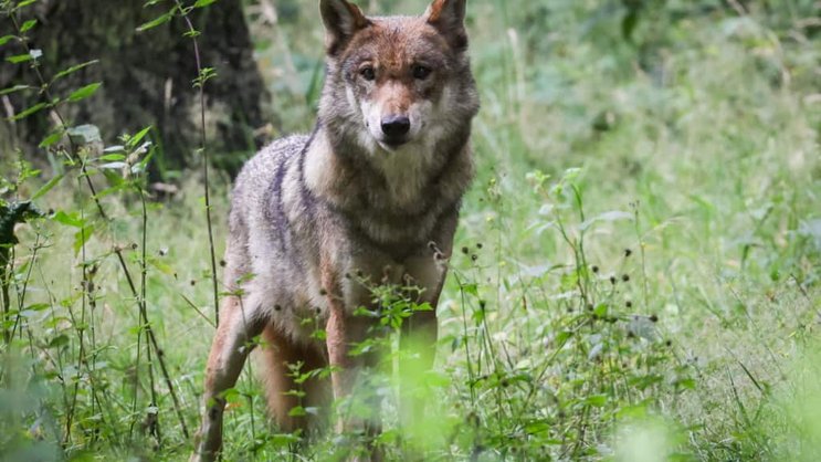 La loi révisée sur le tir préventif du loup entre formellement en vigueur le 1er février 2025 (archives).