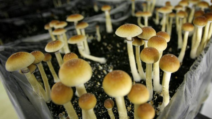 Les thérapies assistées par psychédéliques utilisent le LSD ou la psilocybine, principe actif de certains champignons dits "magiques" (archives).