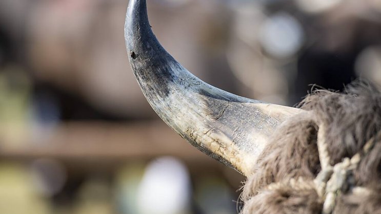 L'animal a franchi diverses clôtures dans le centre du village de Saignelégier avant d'être localisé dans un secteur d'immeubles (image d'illustration).