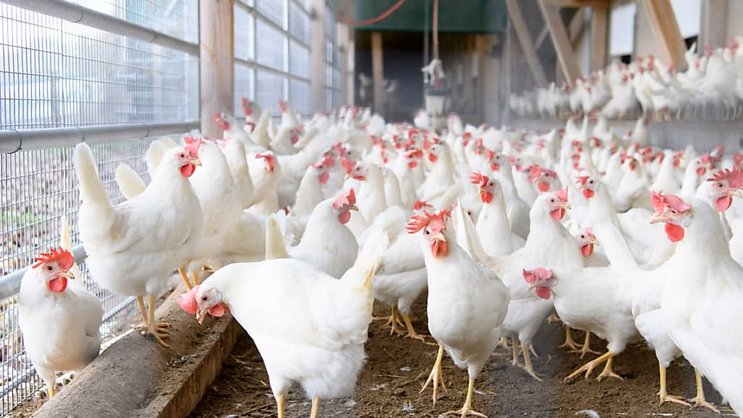 Les détenteurs de volailles doivent veiller à ce que les oiseaux sauvages ne puissent pas accéder aux endroits où s'alimentent et s'abreuvent les volailles, selon les mesures ordonnées par l'OSAV (archives).