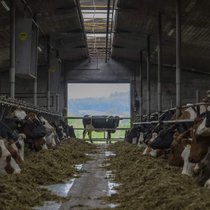 Les bovins ont reçu la plus grande quantité d'antibiotiques, et notamment d'antibiotiques critiques, indique l'OSAV. Ils présentent également le plus grand nombre de traitements pour 1000 animaux, avec un total de plus d'un million de traitements en 2024.
