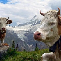 Les éleveurs sont mieux lotis en termes de revenus que les agriculteurs pratiquant la production végétale.