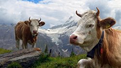 Les éleveurs sont mieux lotis en termes de revenus que les agriculteurs pratiquant la production végétale.