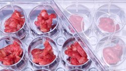 Viande produite artificiellement à partir d’une culture cellulaire.