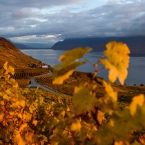 Le Canton de Vaud introduit un moratoire de trois ans pour la plantation de nouvelles vignes (archives).