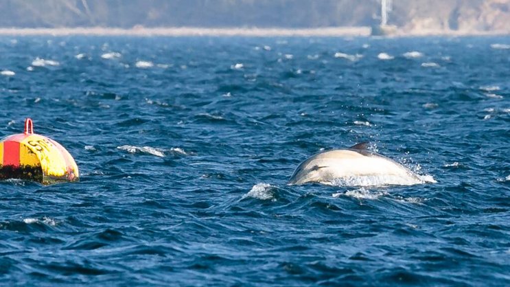 La majorité des échouages interviennent ordinairement en février et mars, période où les dauphins se rapprochent des côtes pour trouver leur nourriture et ont donc le plus d'interactions avec les pêcheurs (image d'illustration).