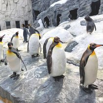 Un documentaire réalisé par les journalistes Marie Maurisse et François Pilet diffusé en avril dans l’émission «Temps présent» pointe du doigt un centre commercial en Egypte avec piste de ski et pingouins financé par un fonds durable.