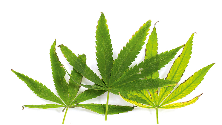 Le parlement suisse réfléchit à une souplesse accrue envers le cannabis médical.