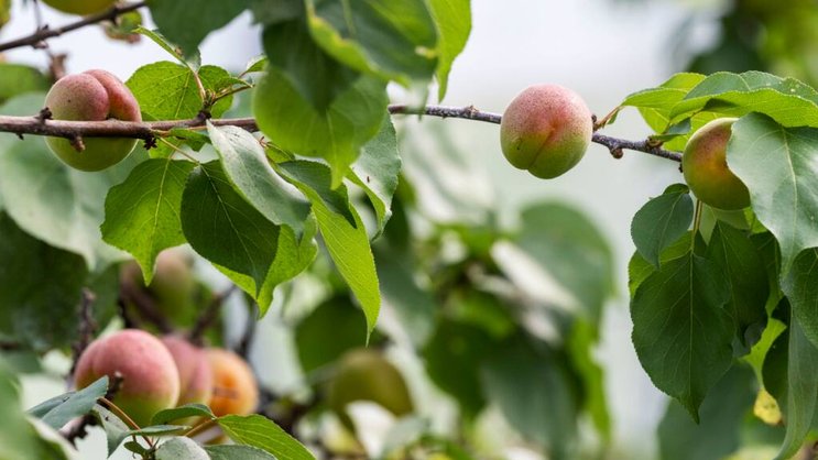 Dix pour cent des 29 échantillons alimentaires prélevés sur des abricots dépassaient la teneur maximale autorisée en produits phytosanitaires. (Photo d'archive)