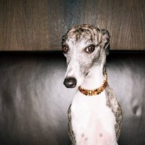 Les adoptions de chats ont progressé de près de 25% comparativement à 2012, tandis que celles des chiens ont connu une hausse de 7,5%. Aujourd’hui, près de la moitié des ménages possèdent un animal domestique.