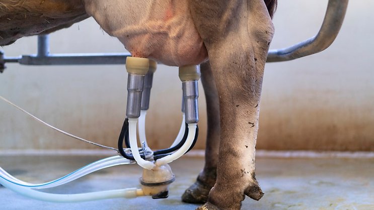 Les objectifs de réduction ne couvrent que les productions à base de lait frais. (archive)