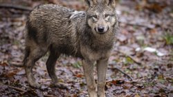 Il existe aujourd'hui plus de 300 loups en Suisse, répartis en plus de 30 meutes (image d'illustration).