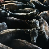 Le Parlement veut lutter contre les conditions de transport des animaux à l'étranger (image d'illustration).