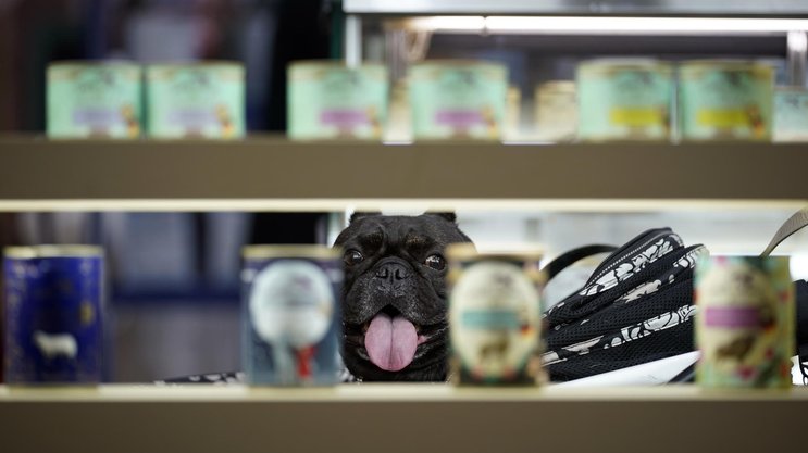 La Suisse romande voit émerger de nouvelles solutions pour améliorer le quotidien des animaux de compagnie et de leurs propriétaires.