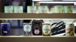 La Suisse romande voit émerger de nouvelles solutions pour améliorer le quotidien des animaux de compagnie et de leurs propriétaires.
