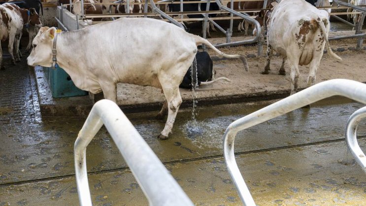 Les vaches de la ferme des Röösli à Hellbühl (LU) bénéficient de toilettes spéciales.