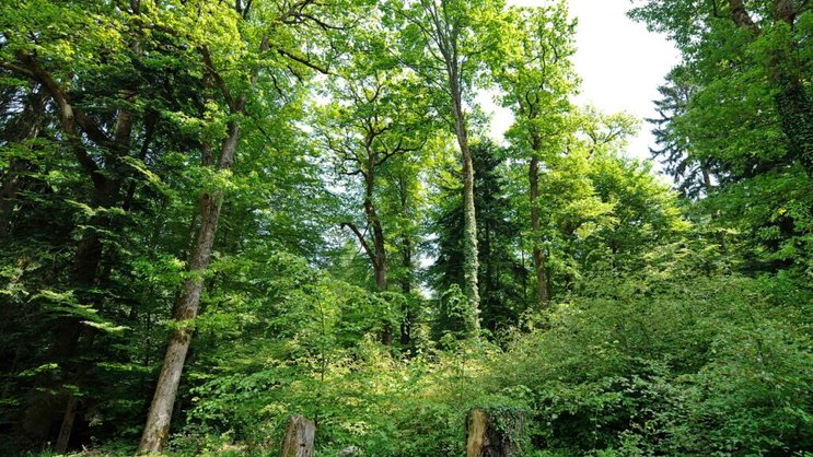 Les forêts suisses, ici celle de la montagne de Boudry (NE), sont protégées depuis 150 ans par une loi fédérale, mais doivent faire face à d'importants défis comme le changement climatique (archives).