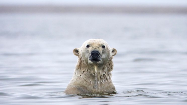 De nombreuses espèces comme l'ours polaire ou les phoques dépendent de la banquise pour se reproduire et se nourrir.